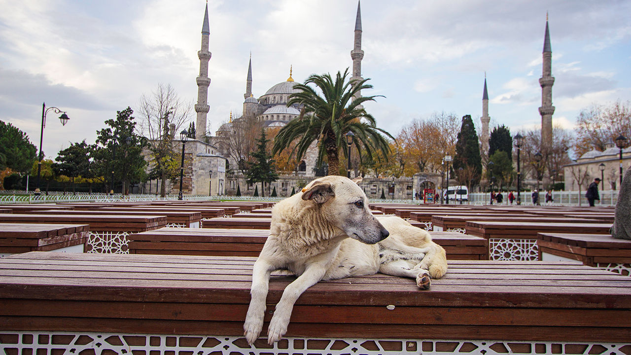 Dogs in Islam and Turkey Today — The Revealer